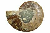 Cut & Polished Ammonite Fossil (Half) - Madagascar #347499-1
